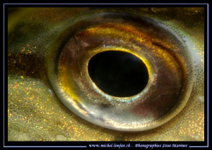 The Eye of the Pike Fish... Que du bonheur... :O)... by Michel Lonfat 